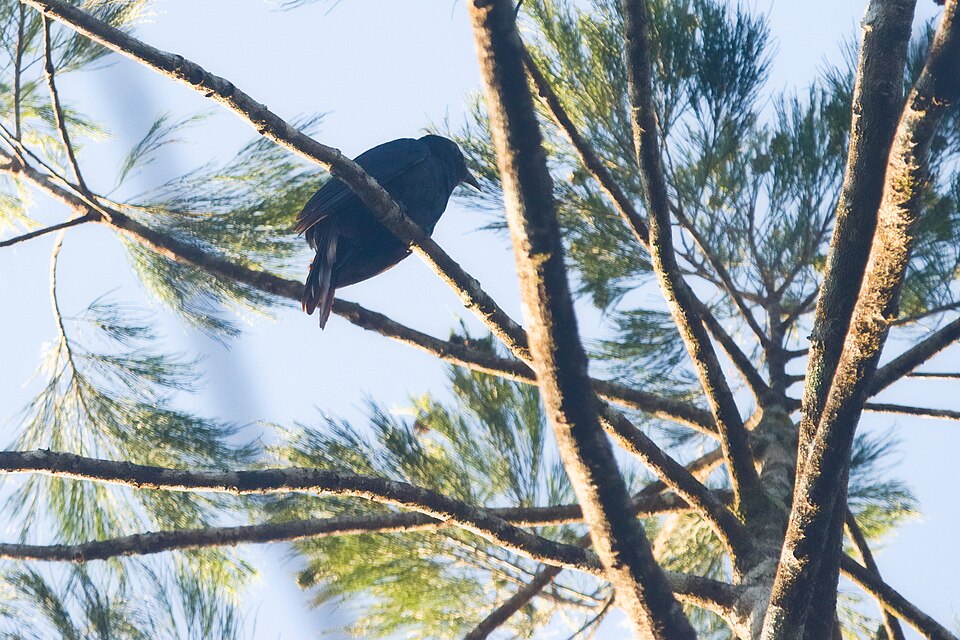 White-crowned Cuckoo