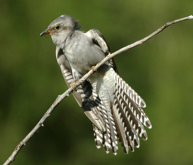 Pallid Cuckoo