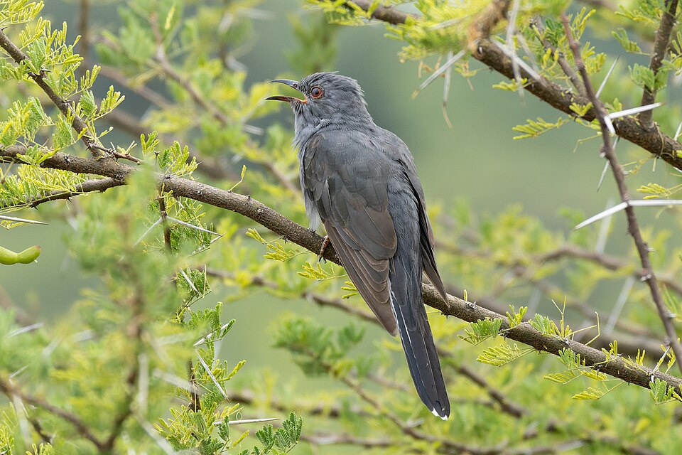 Grey-bellied Cuckoo