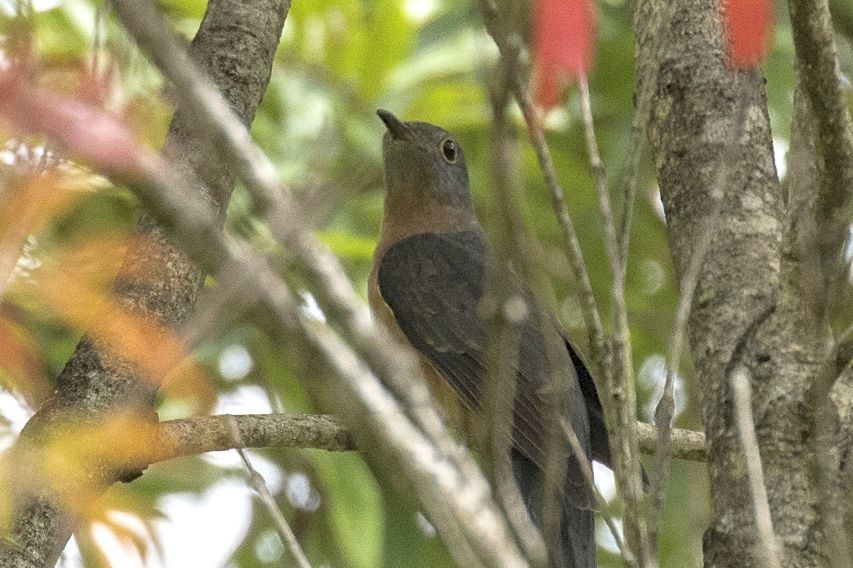 Rusty-breasted Cuckoo