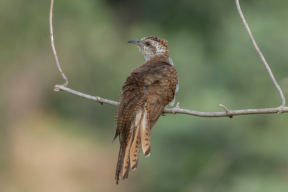 Banded Bay Cuckoo