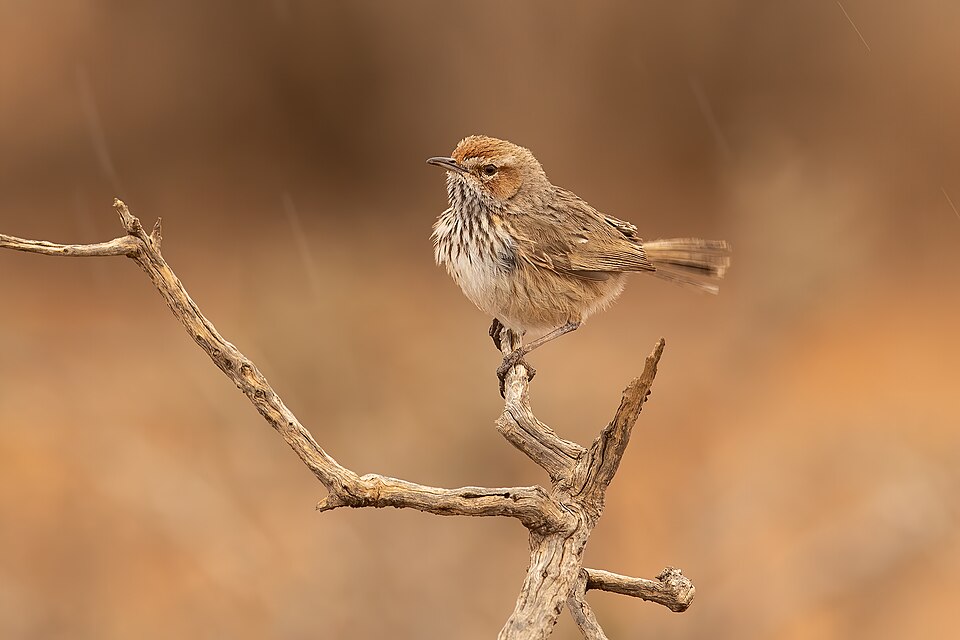 Rufous Fieldwren