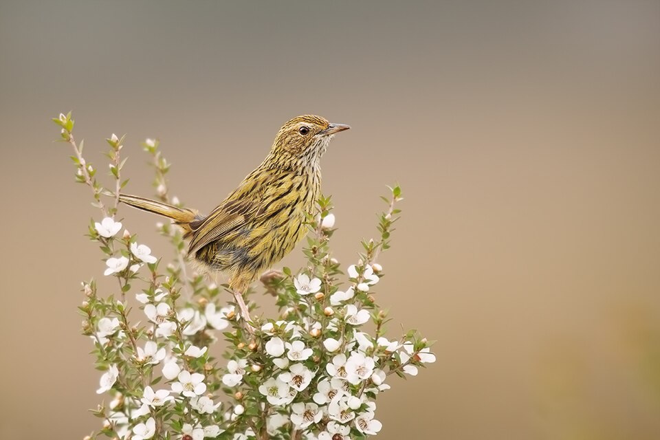 Striated Fieldwren