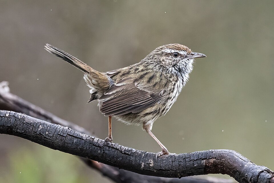 Western Fieldwren