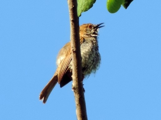Stierling's Wren-Warbler