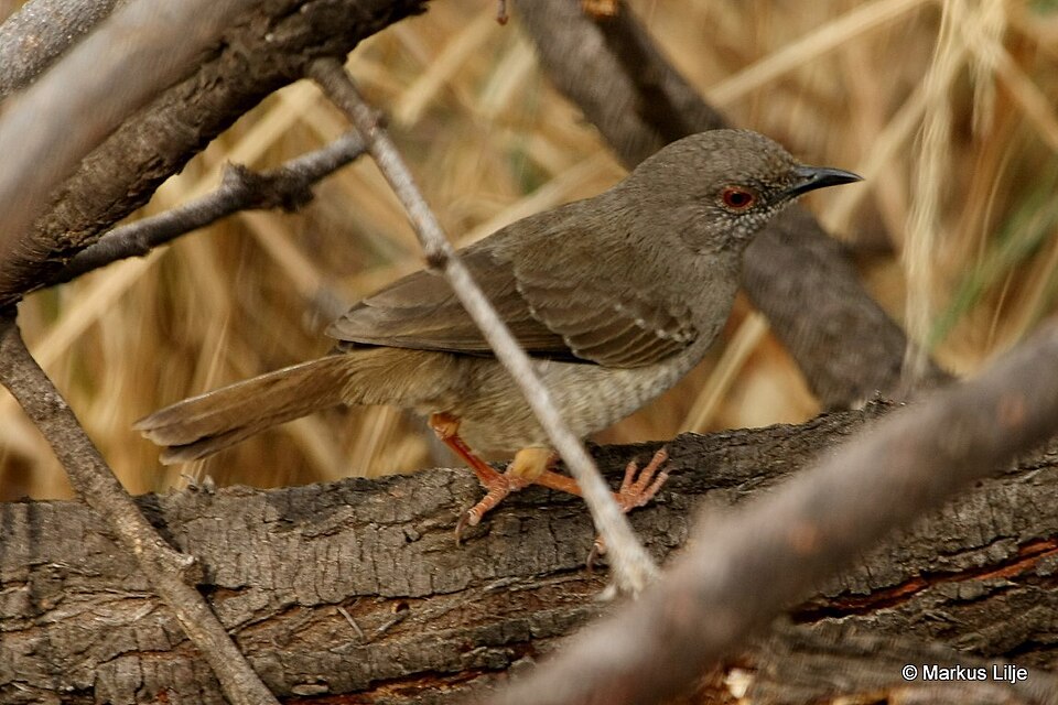 Miombo Wren-Warbler