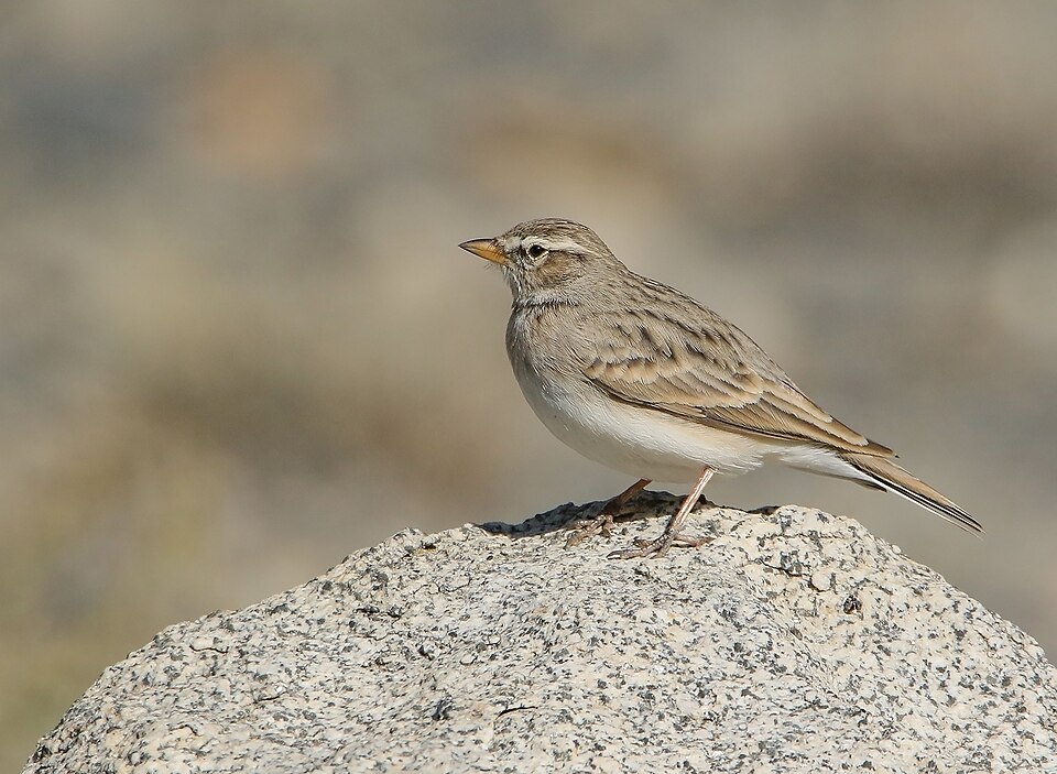 Hume's Short-toed Lark