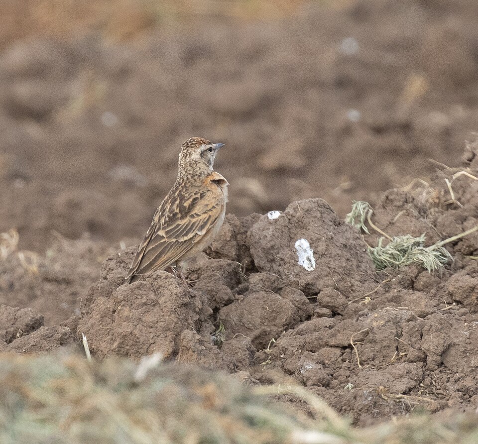 Blanford's Lark