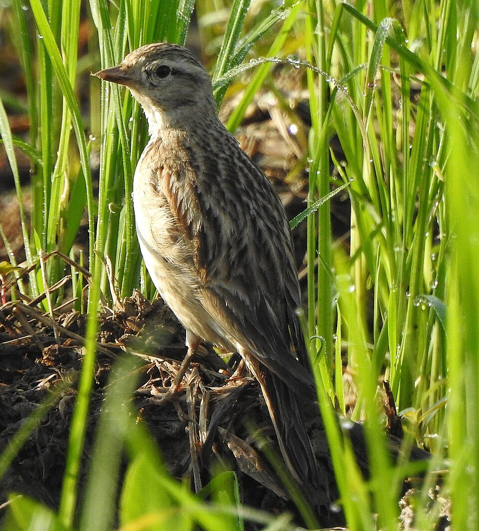 Mongolian Short-toed Lark