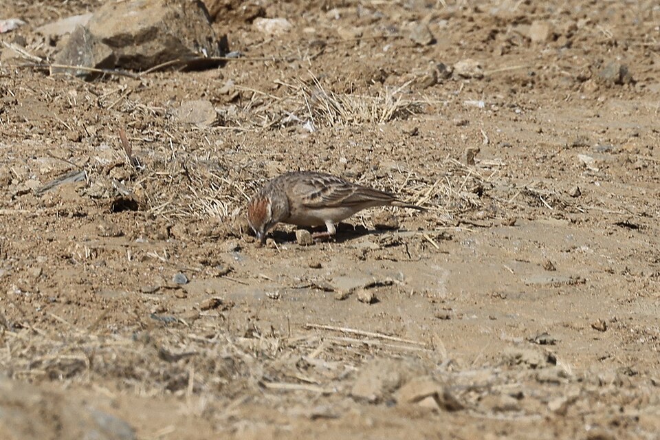 Rufous-capped Lark