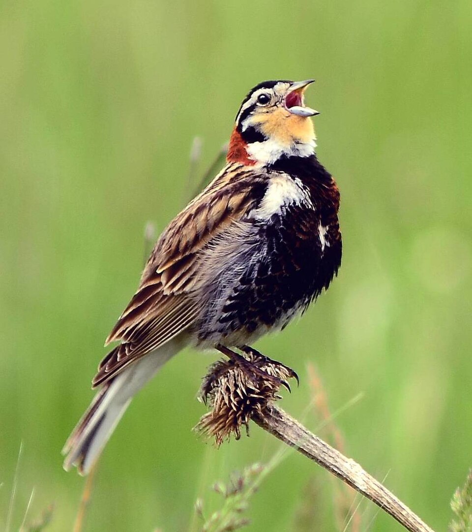 Chestnut-collared Longspur