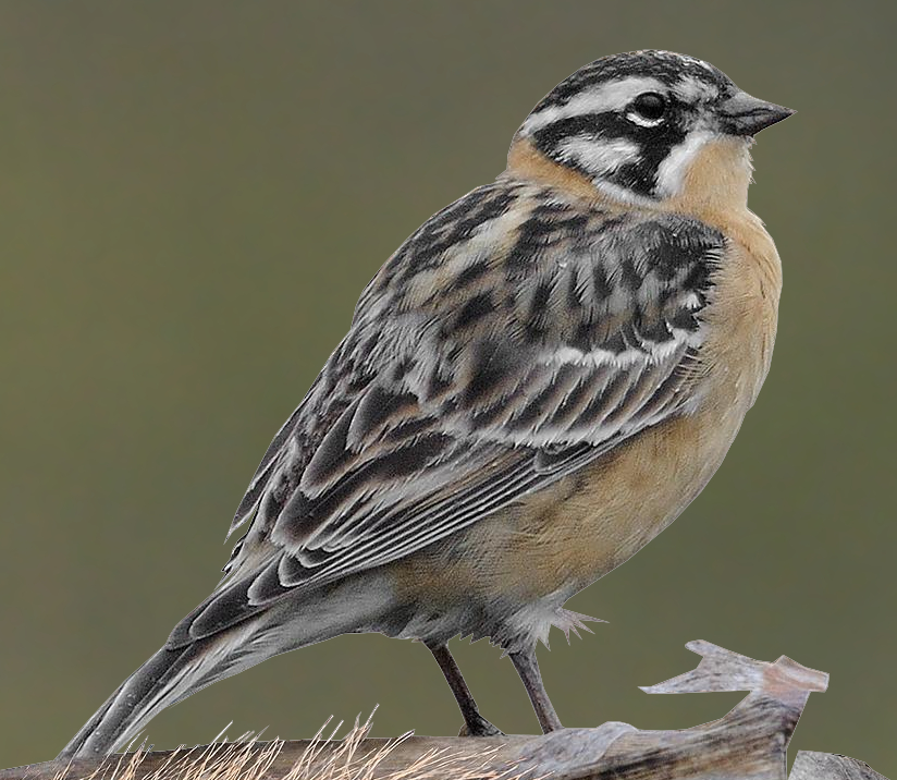 Smith's Longspur