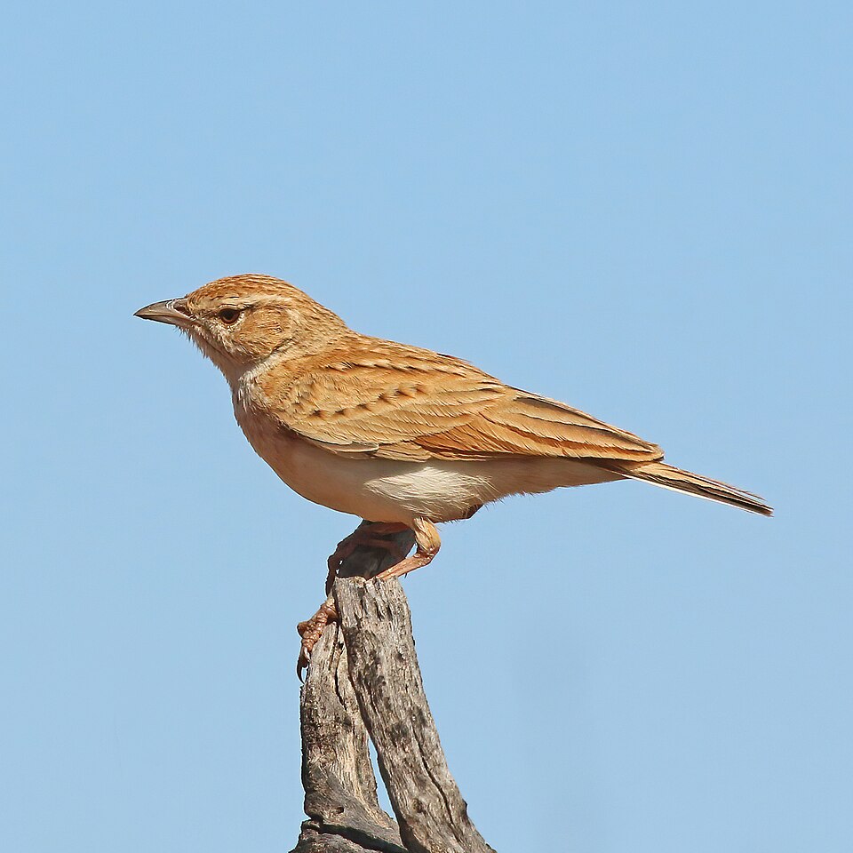 Foxy Lark