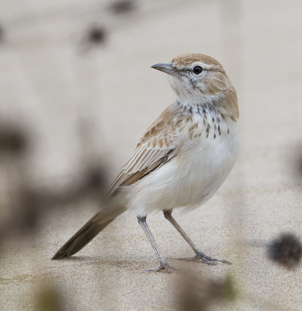 Dune Lark
