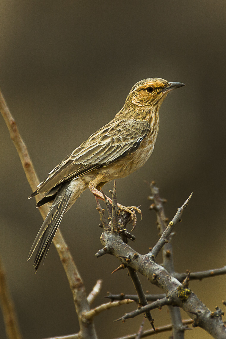 Pink-breasted Lark