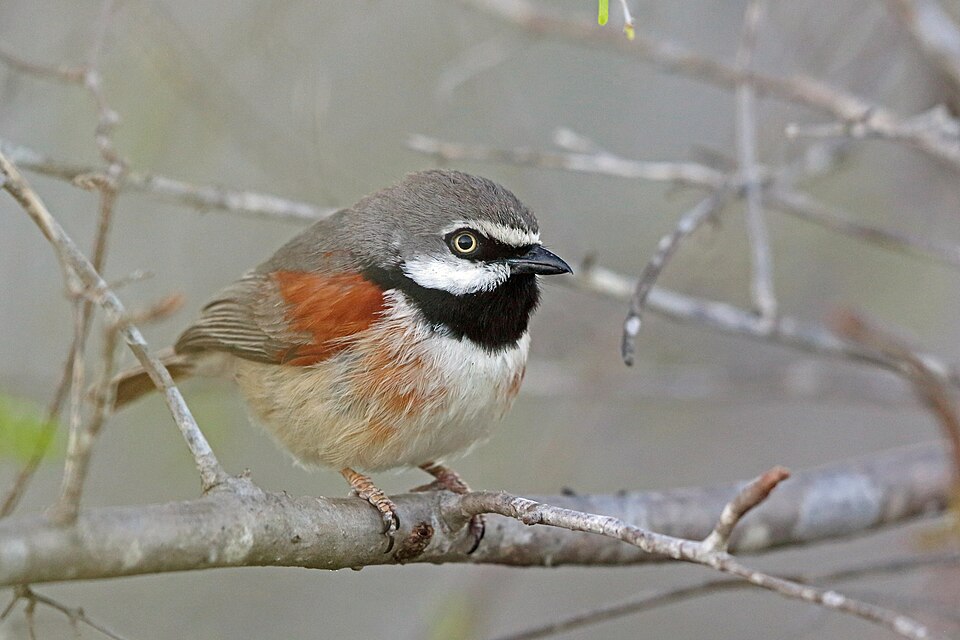 Red-shouldered Vanga