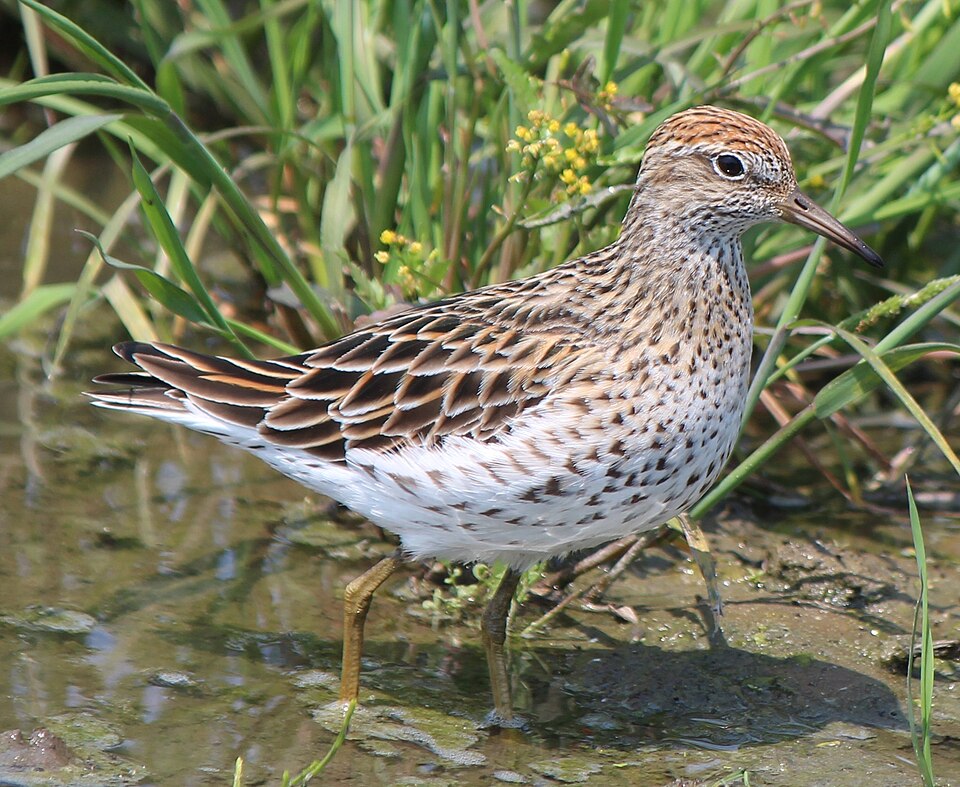 Sharp-tailed Sandpiper