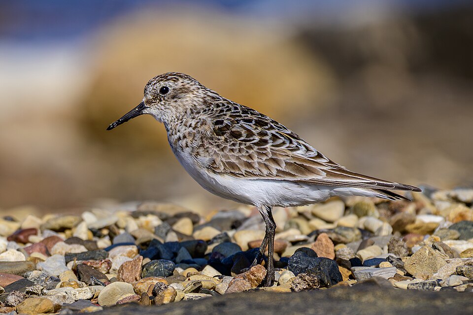 Baird's Sandpiper