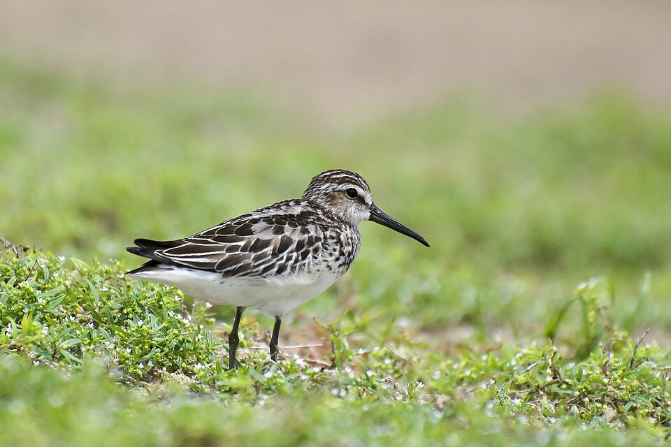 Broad-billed Sandpiper