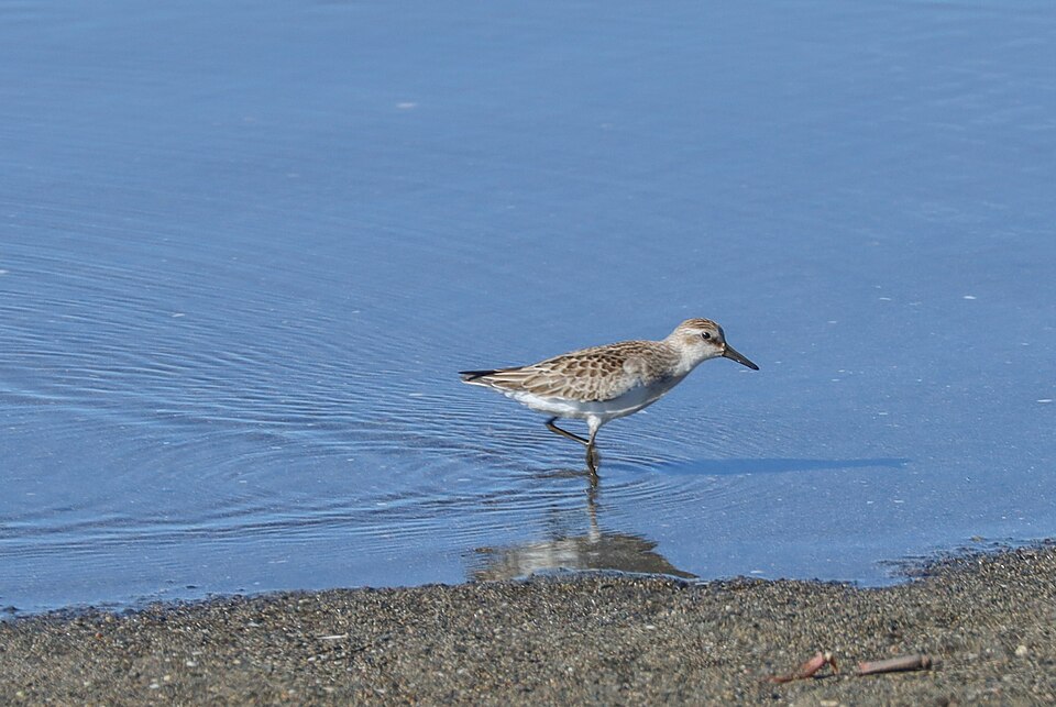 Semipalmated Sandpiper
