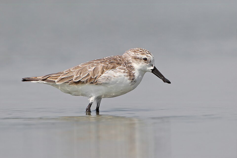 Spoon-billed Sandpiper