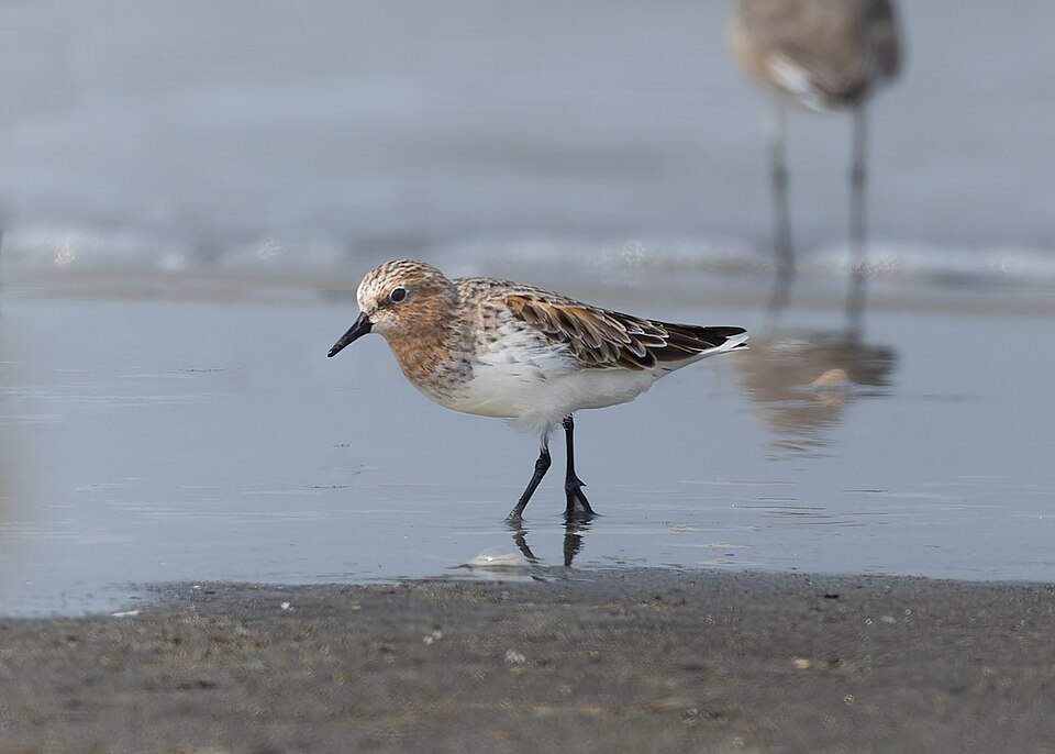 Red-necked Stint