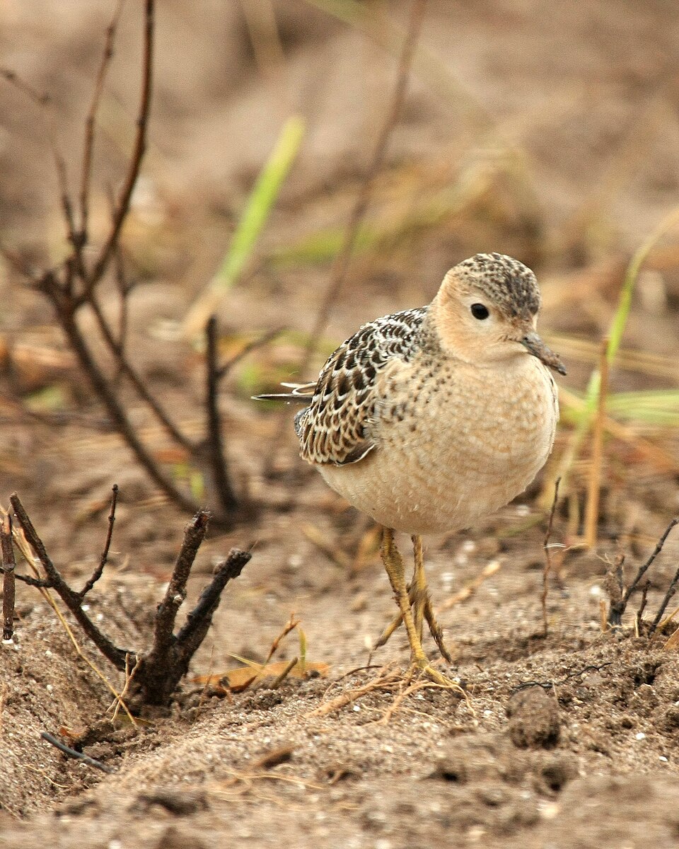 Buff-breasted Sandpiper