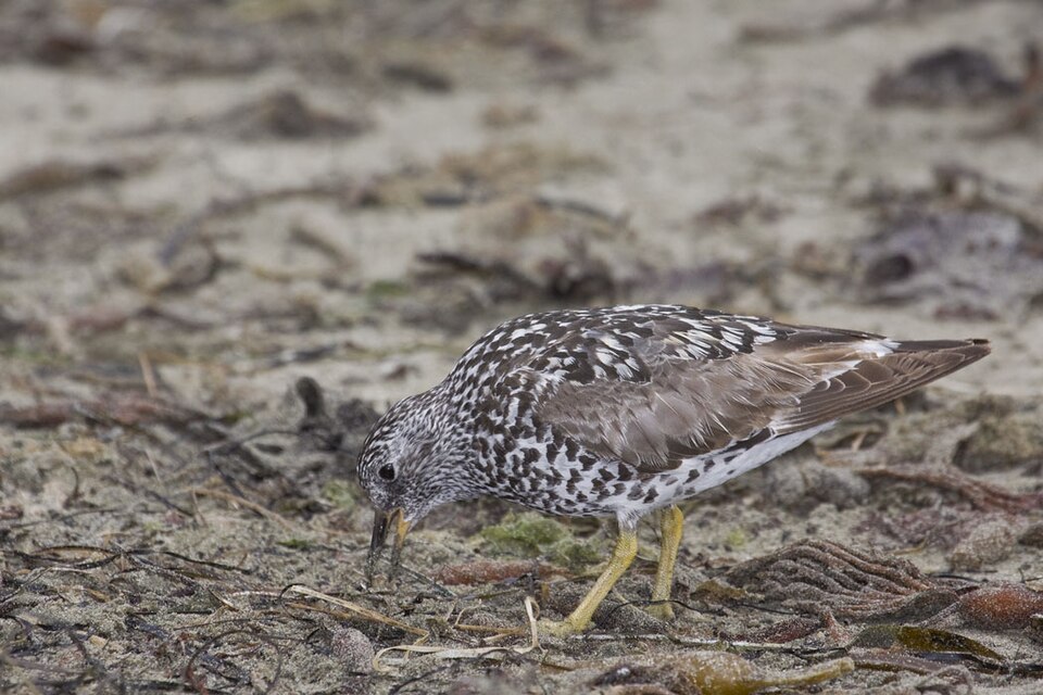 Surfbird