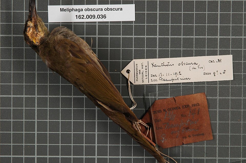 Obscure Honeyeater