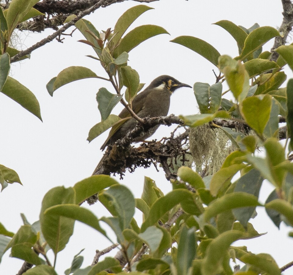 Black-throated Honeyeater