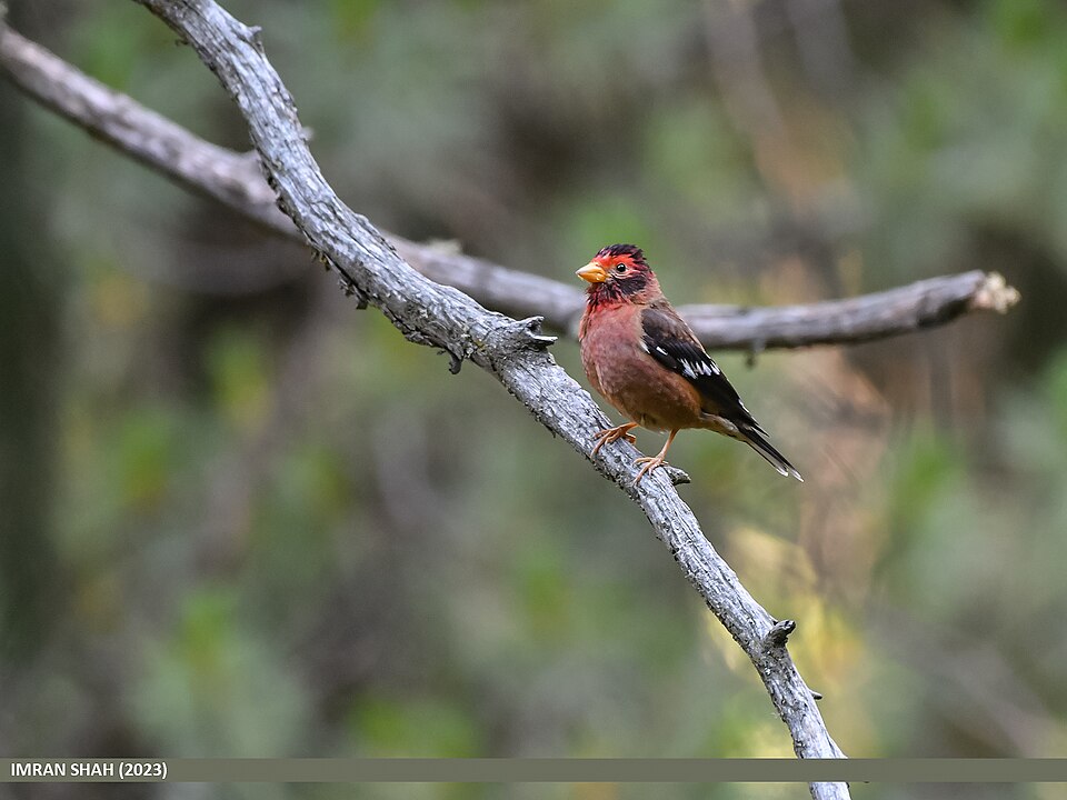 Spectacled Finch