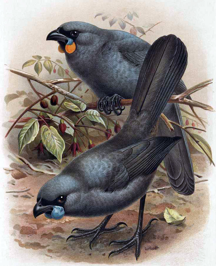 South Island Kokako