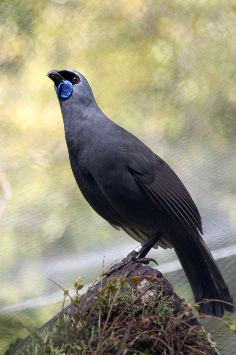 North Island Kokako