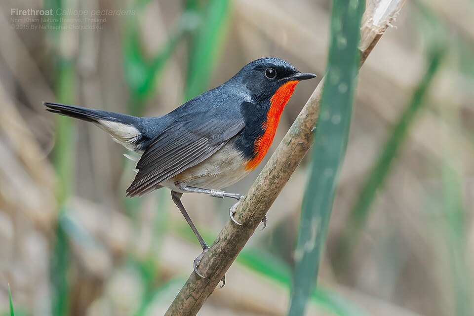 Firethroat