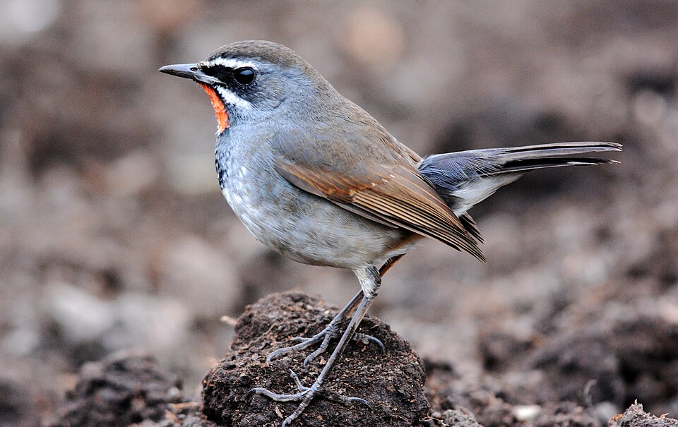 Chinese Rubythroat