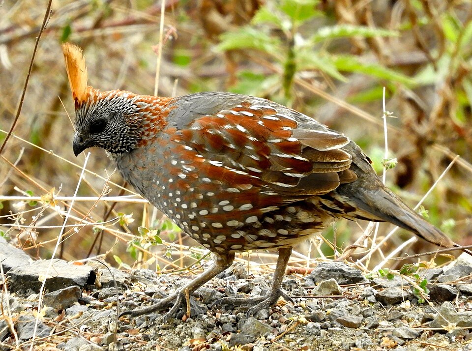 Elegant Quail
