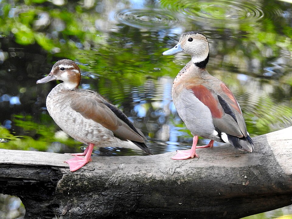 Ringed Teal