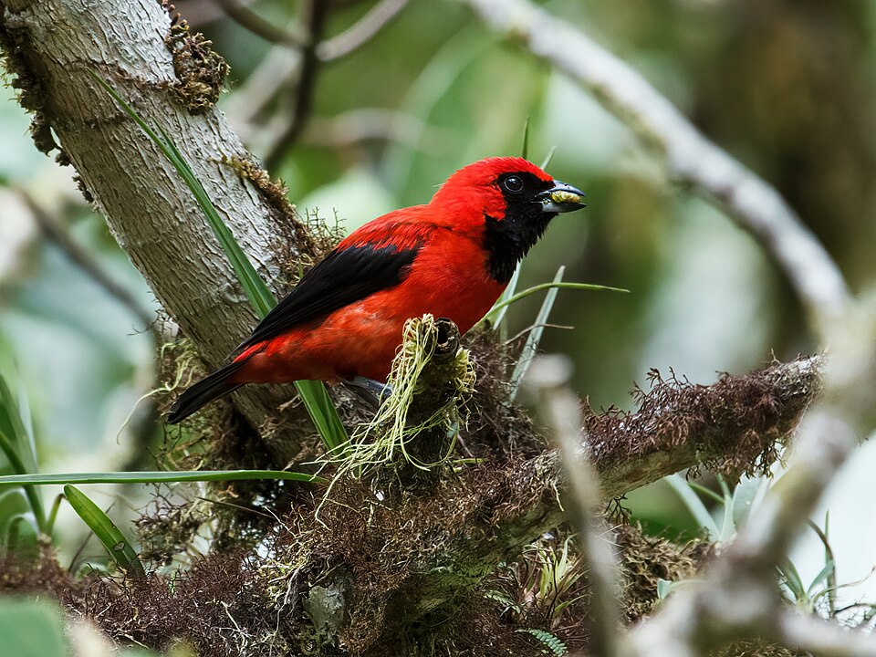 Vermilion Tanager