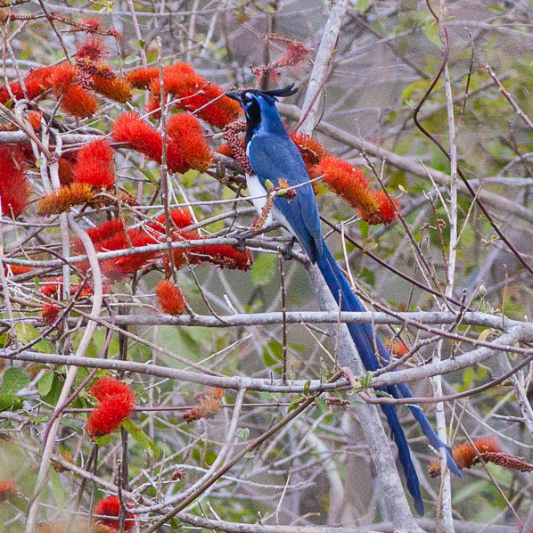 Black-throated Magpie-Jay