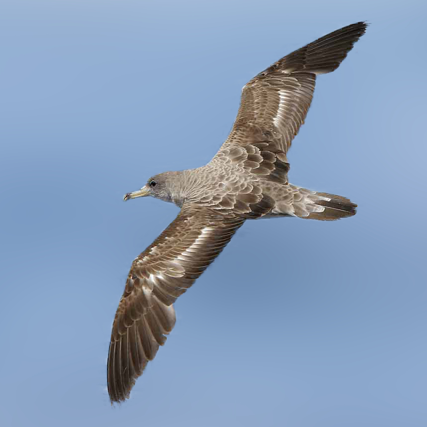 Cory's Shearwater