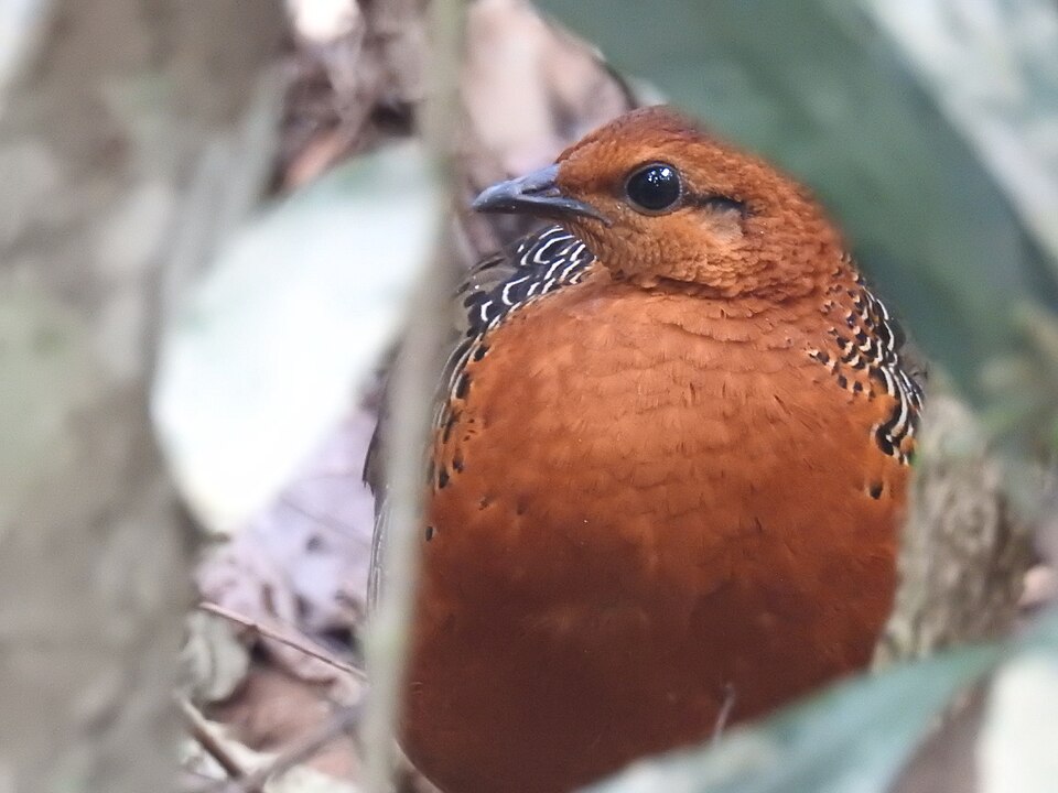 Ferruginous Partridge
