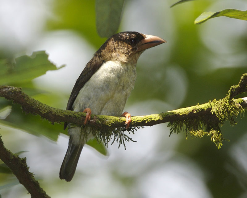 Sooty Barbet