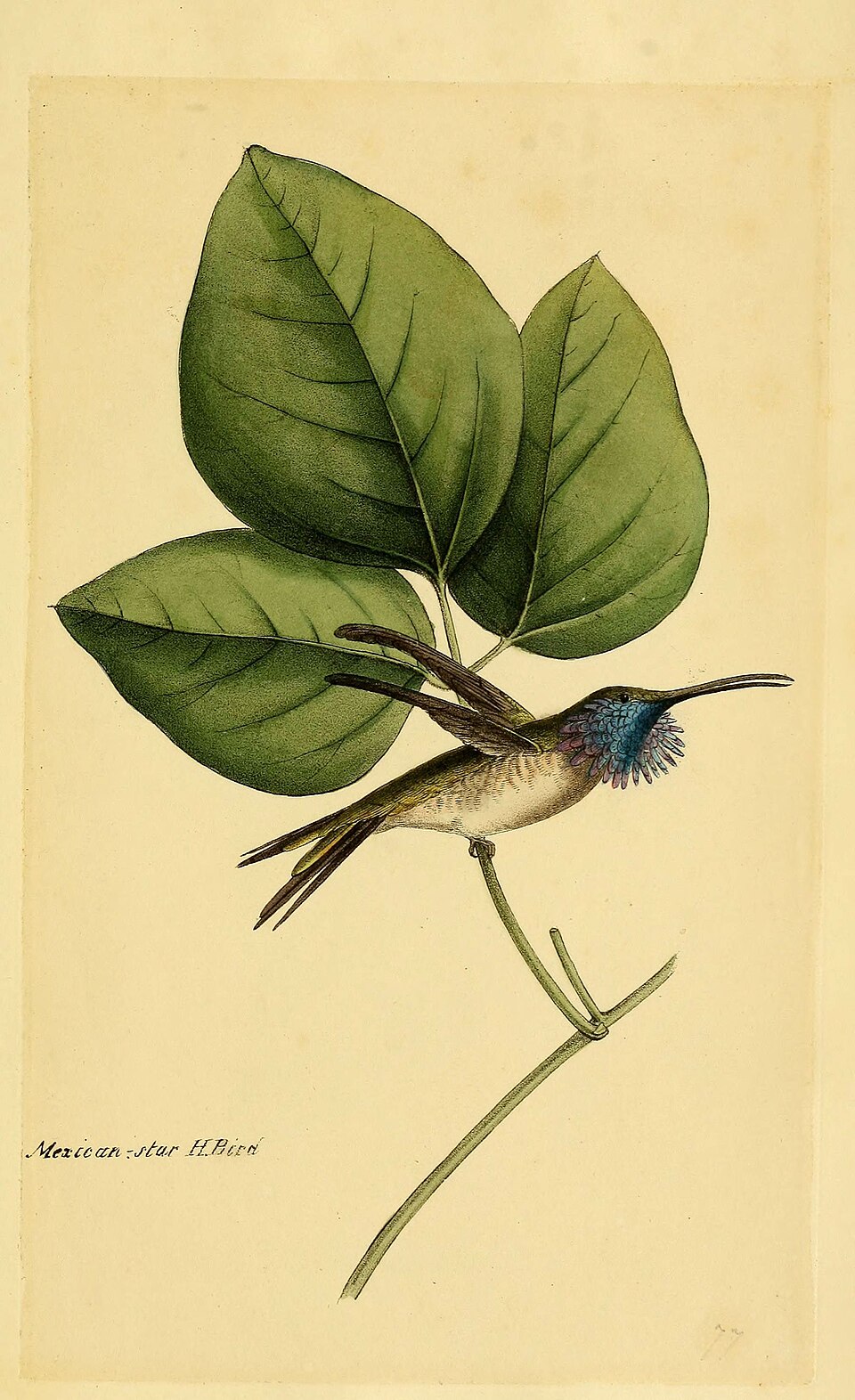 Lucifer Sheartail