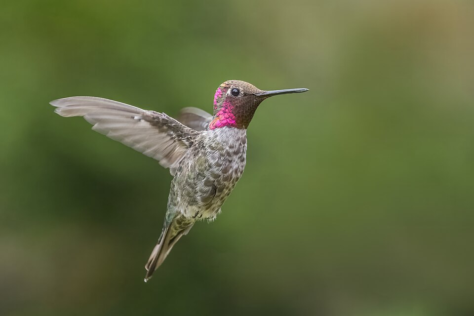 Anna's Hummingbird