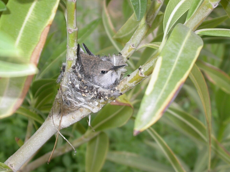 Costa's Hummingbird
