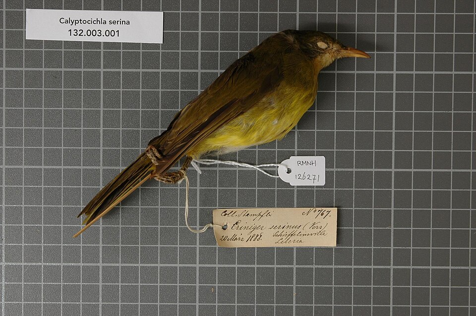 Golden Greenbul