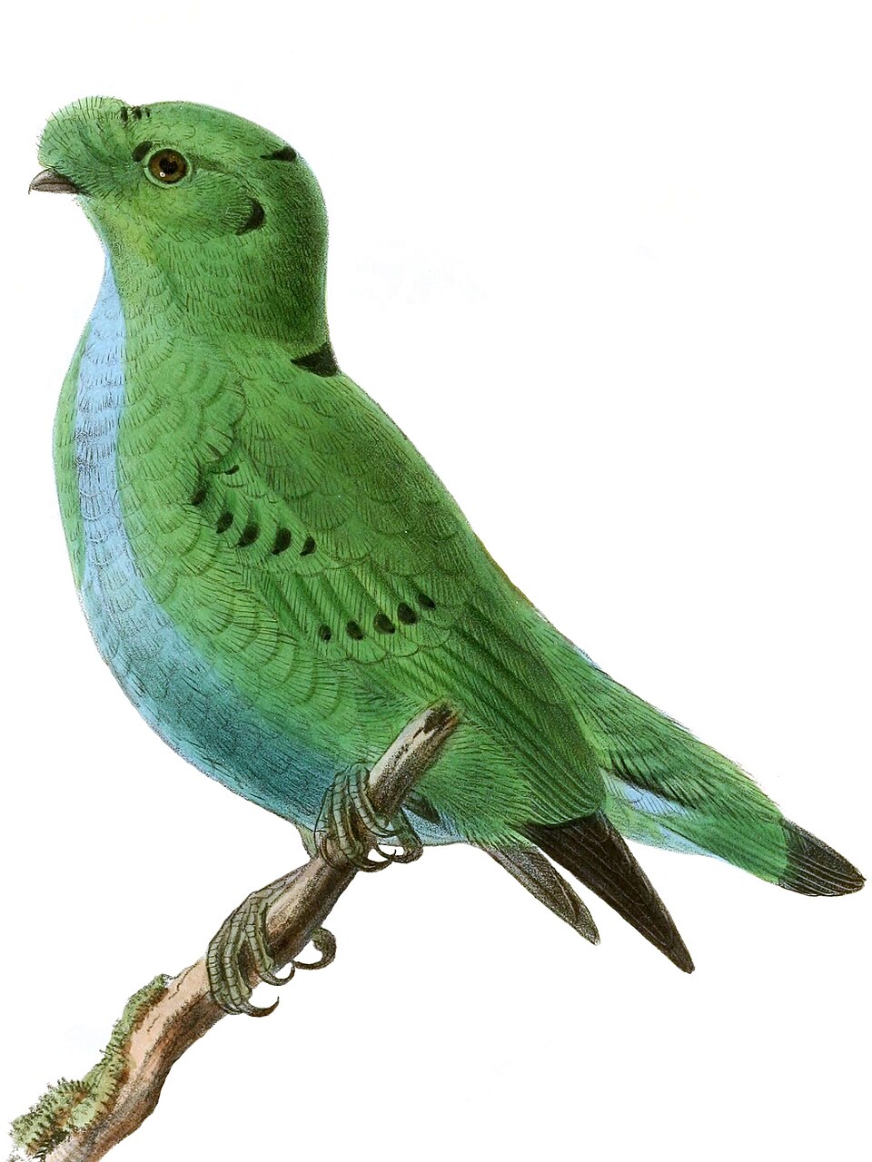 Hose's Broadbill