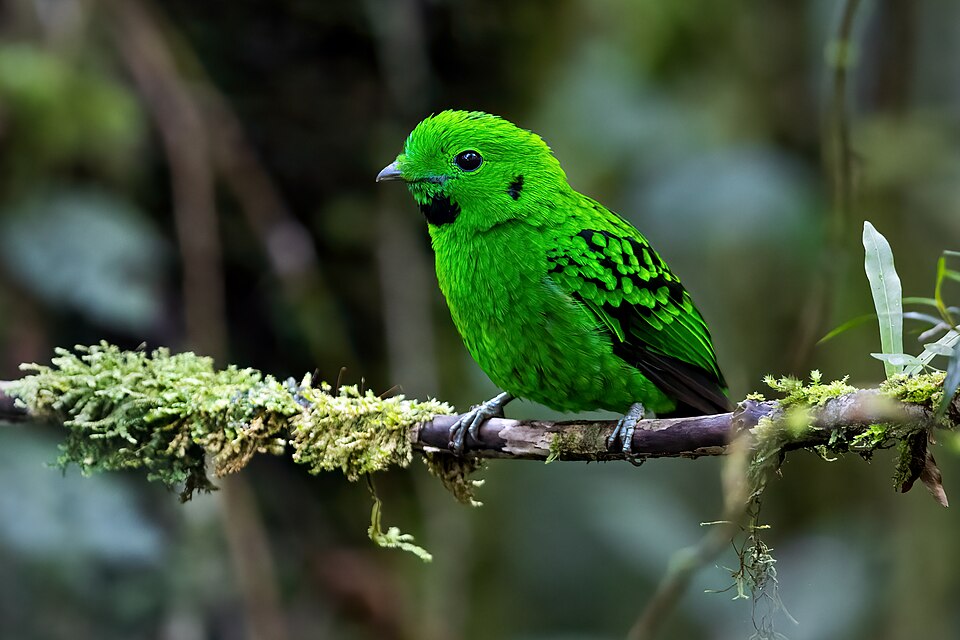 Whitehead's Broadbill