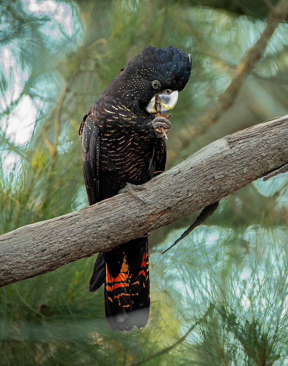 Red-tailed Black Cockatoo