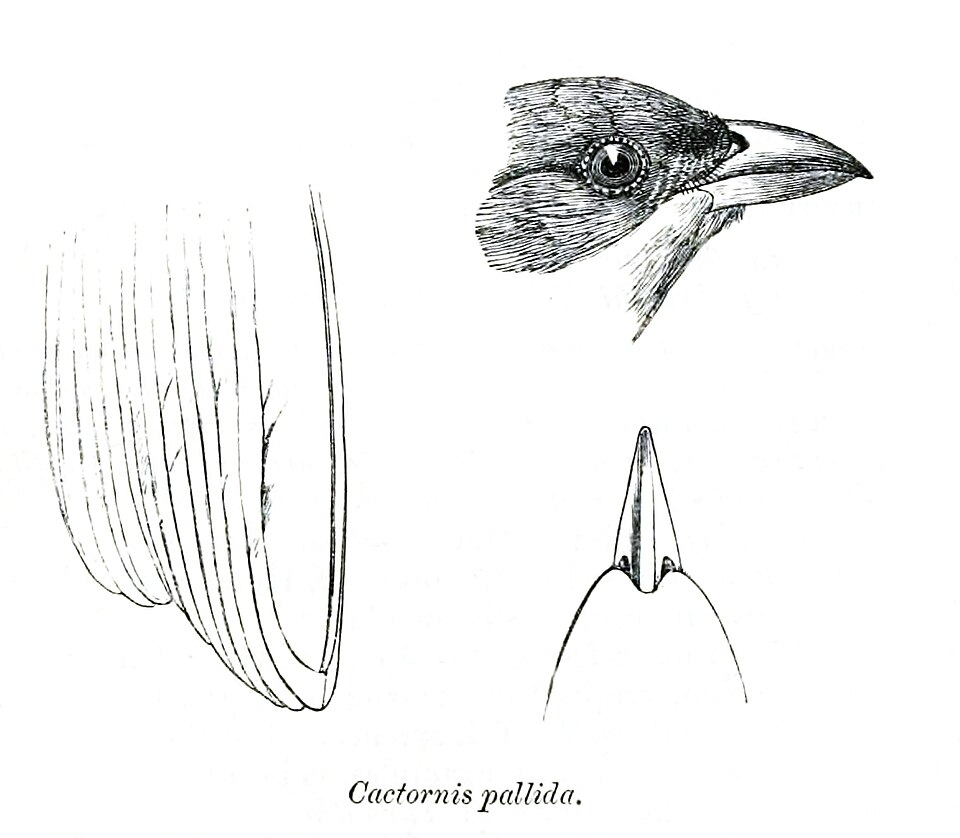 Woodpecker Finch